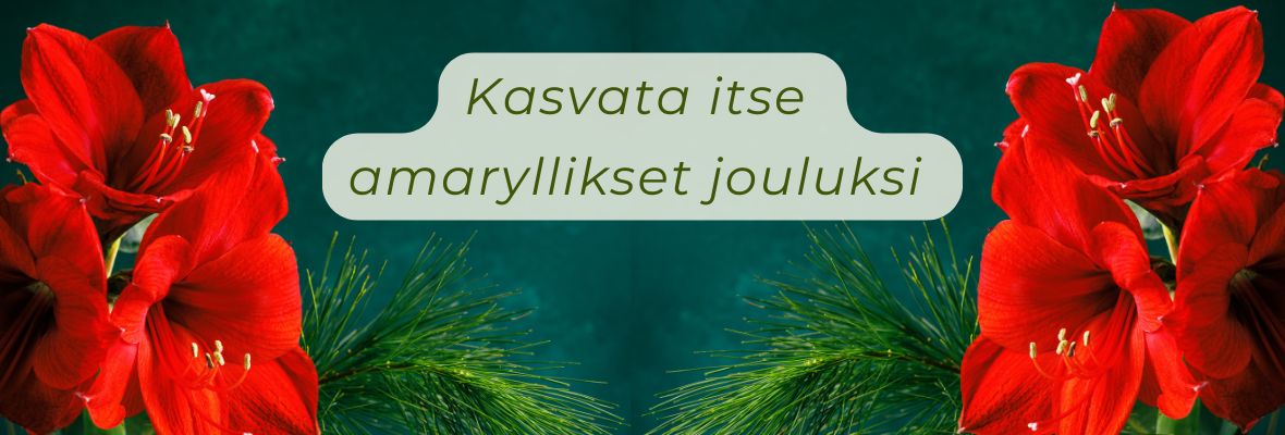 0 amaryllisFI