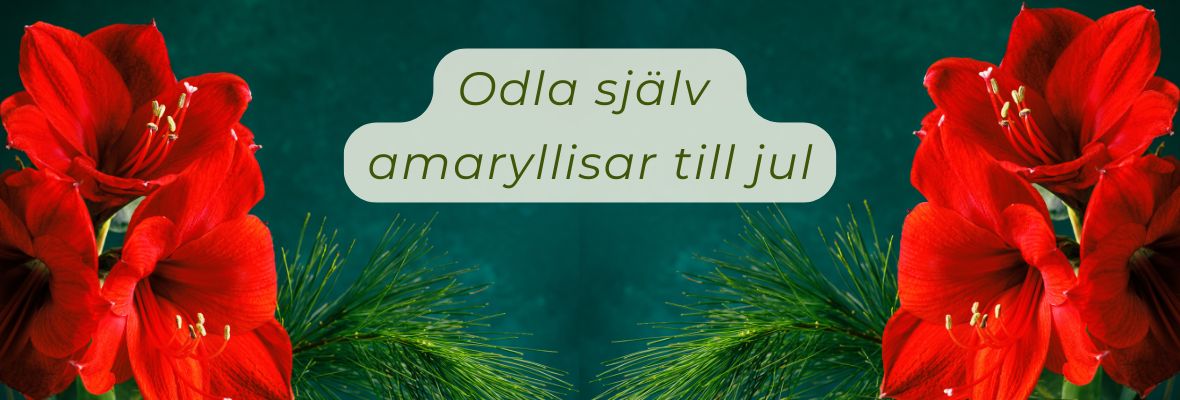 0 amaryllisSE