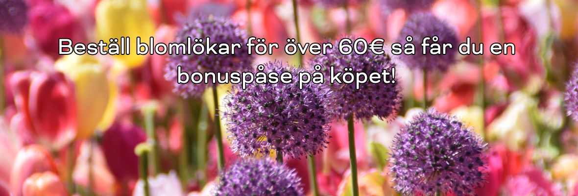 00syksy