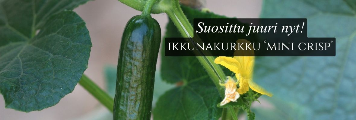 00 suosittu2
