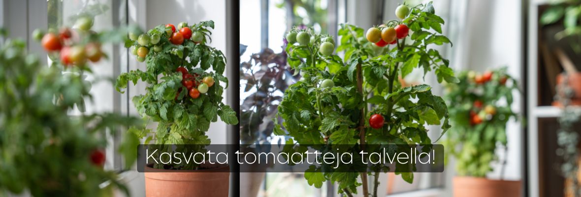 03talvitomaatti