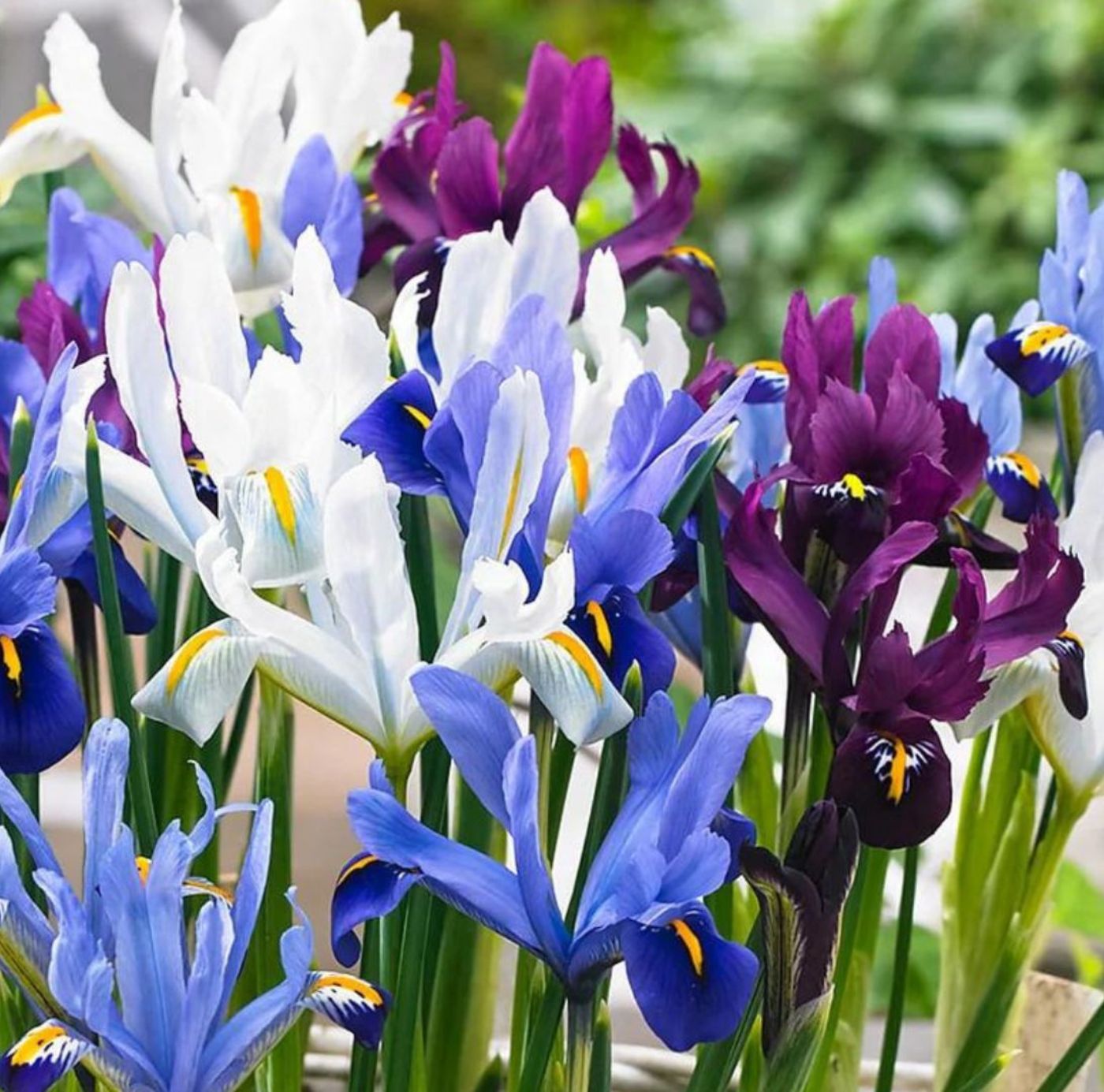 Iris
