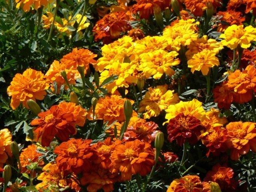 Tagetes