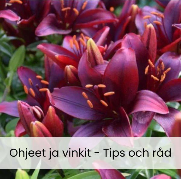 Ska liljor planteras på hösten eller på våren?