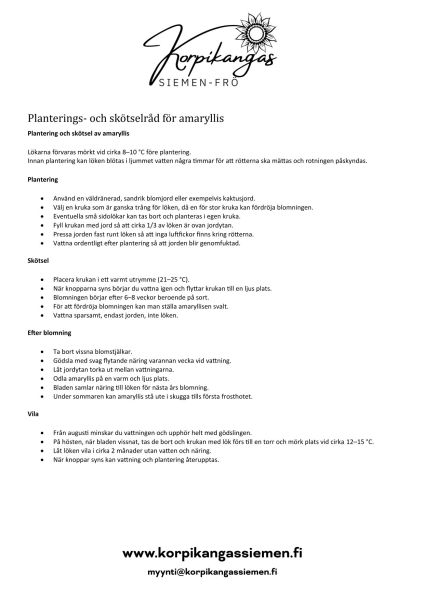 Amaryllisten sipuleiden istutus-4