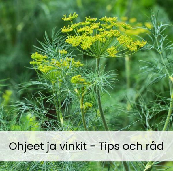 Näin onnistut tillin kasvatuksessa