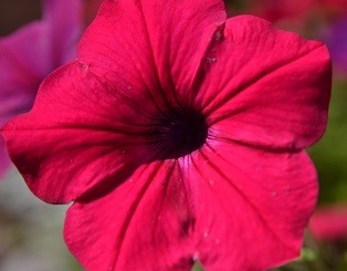 Petunia