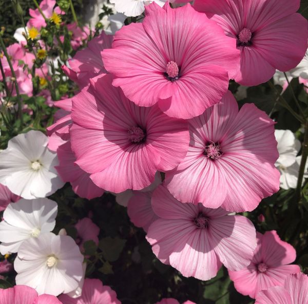 Sommarmalva -färgblandning