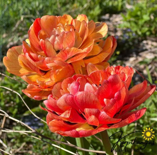 Pionikukkainen tulppaani-2