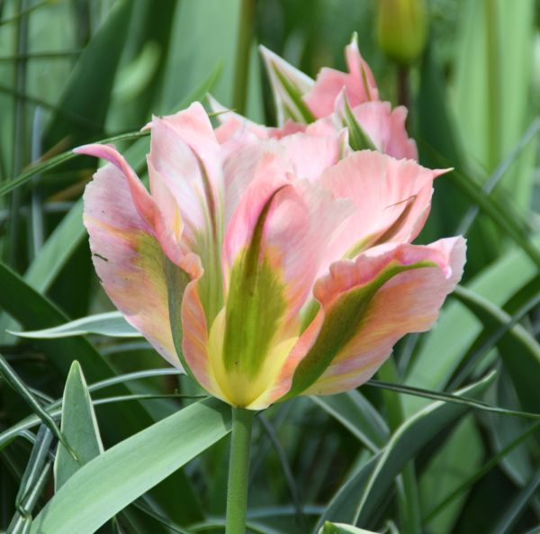 Sen tulpan, viridiflora-5