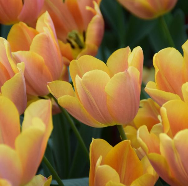 Keskiaikainen tulppaani, Triumph