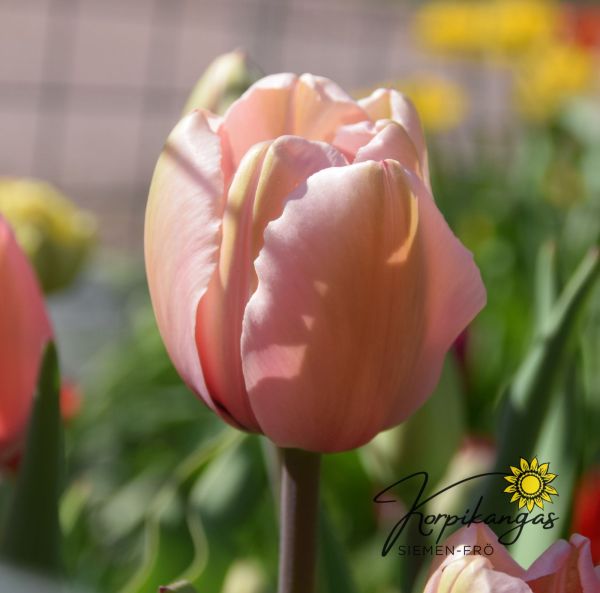 Keskiaikainen tulppaani, Triumph