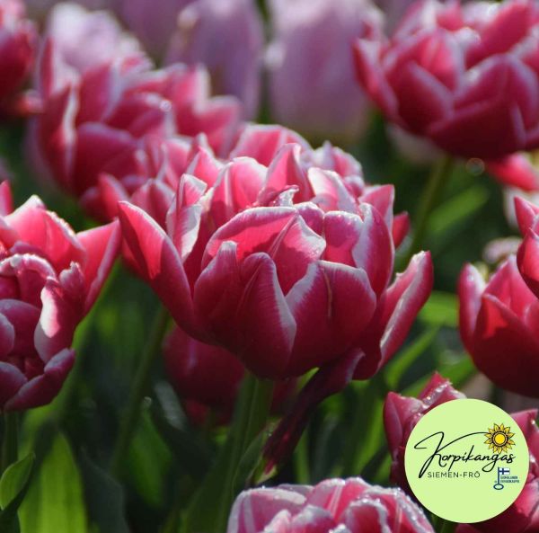 Aikainen kerrottu tulppaani-2