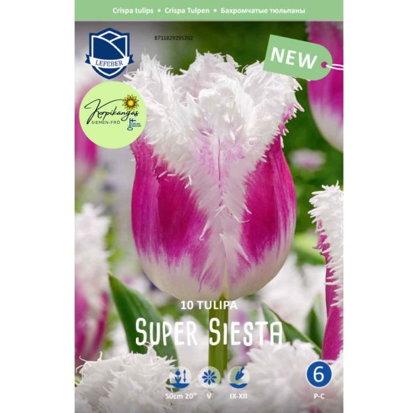 Crispa-tulppaani-2