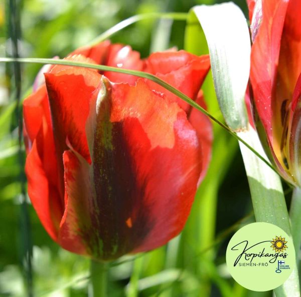 Viridiflora-tulppaani-3