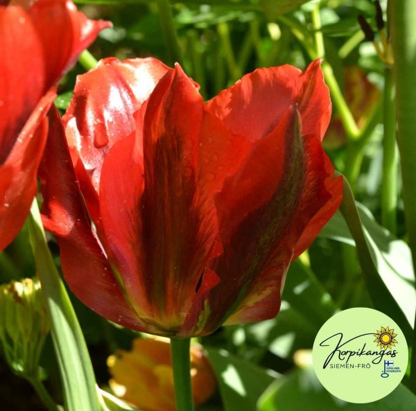 Viridiflora-tulppaani-2