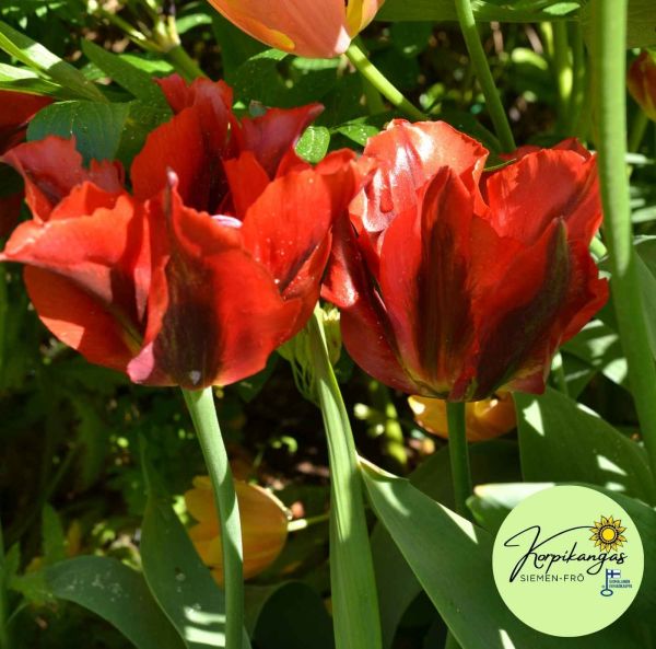 Viridiflora-tulppaani