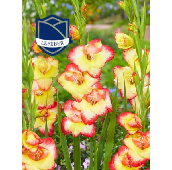 Kääpiömiekkalilja