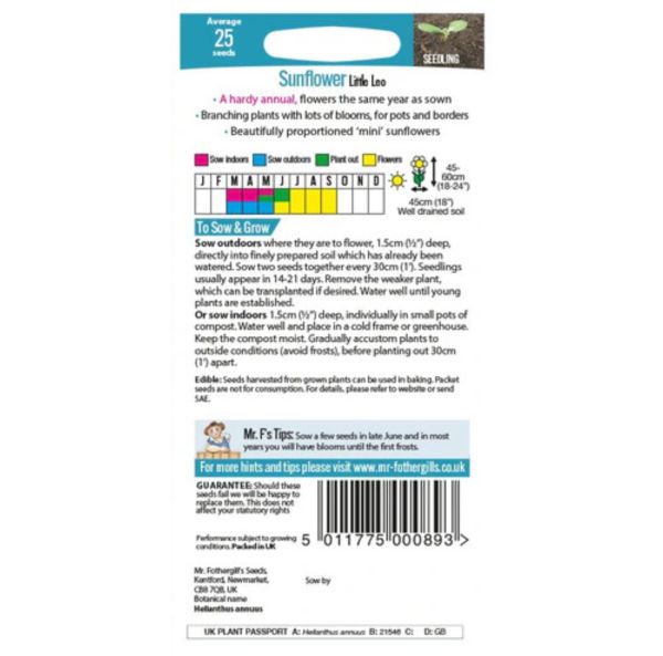 Kääpiöauringonkukka-2