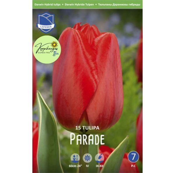 Keskiaikainen tulppaani, Darwin XXL-2