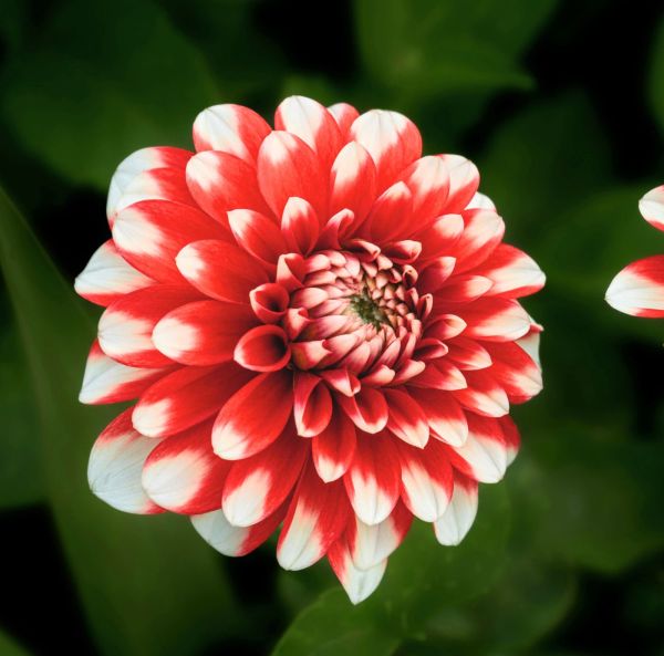 Lummedaalia, Patiodaalia-2