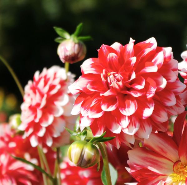 Lummedaalia, Patiodaalia