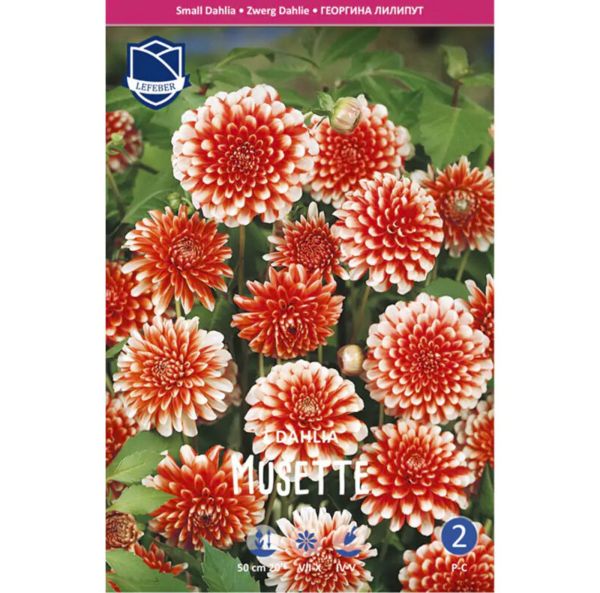 Lummedaalia, Patiodaalia-3