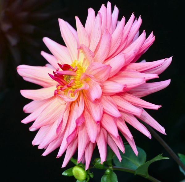 Lummedaalia, Patiodaalia-2