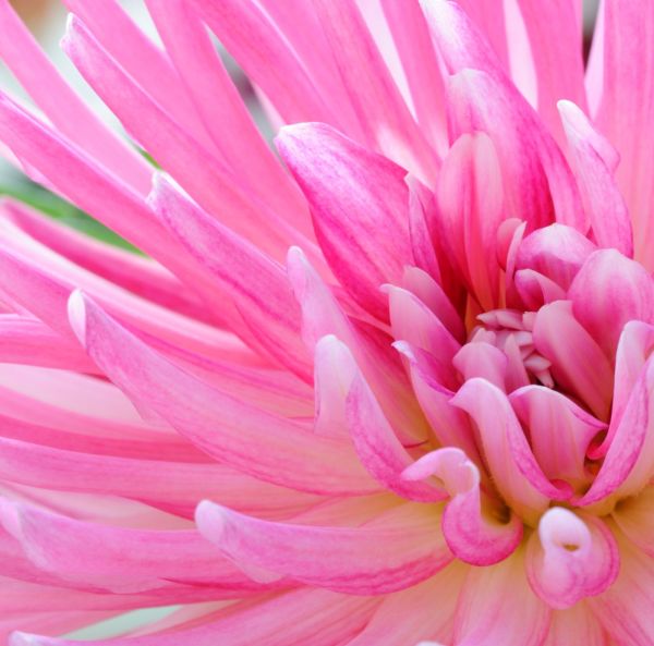 Lummedaalia, Patiodaalia-4