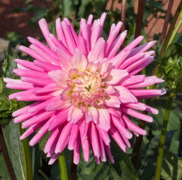 Lummedaalia, Patiodaalia-5