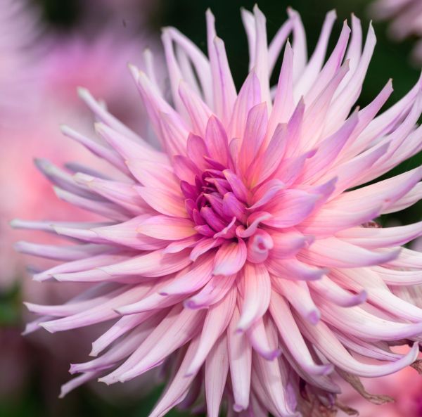 Lummedaalia, Patiodaalia