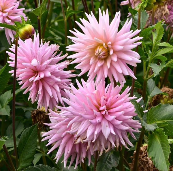 Lummedaalia, Patiodaalia-3