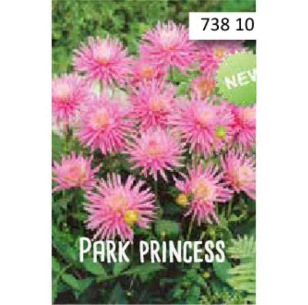 Lummedaalia, Patiodaalia-6