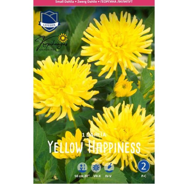 Lummedaalia, Patiodaalia