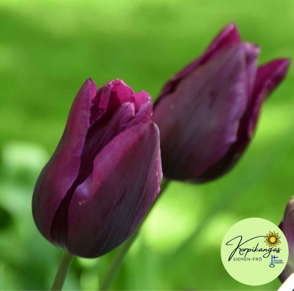 Triumph-tulppaani-3