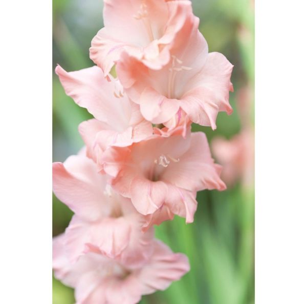Gladiol-2