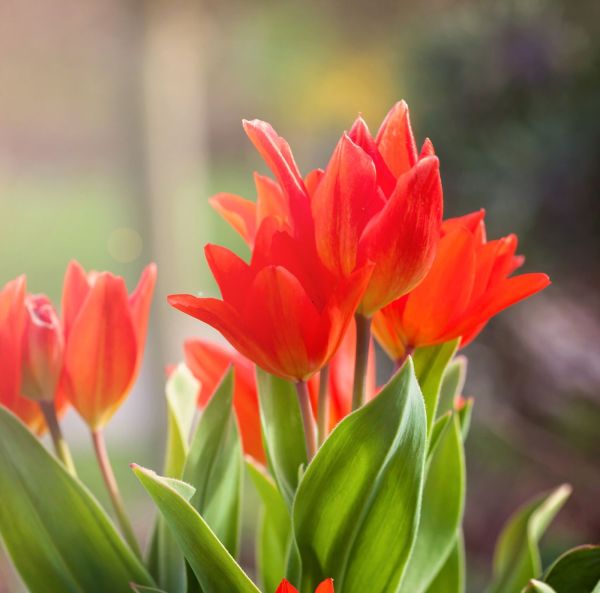 Terttutulppaani