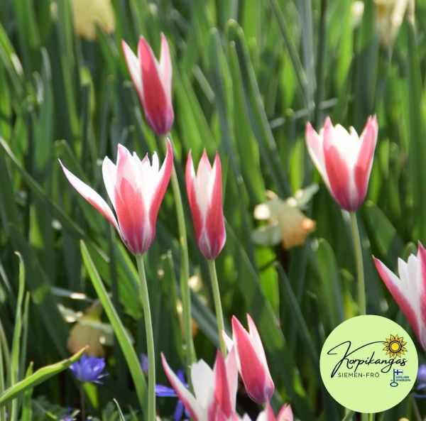 Italiantulppaani-2