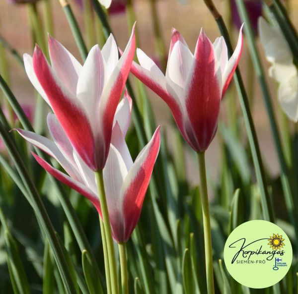 Italiantulppaani-3