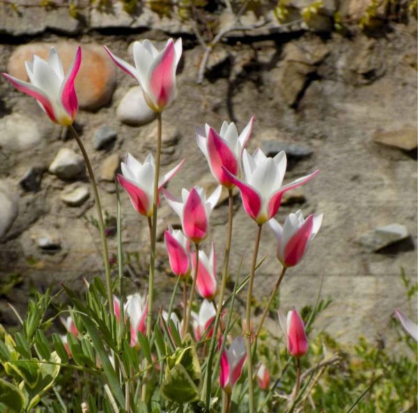 Italiantulppaani-4