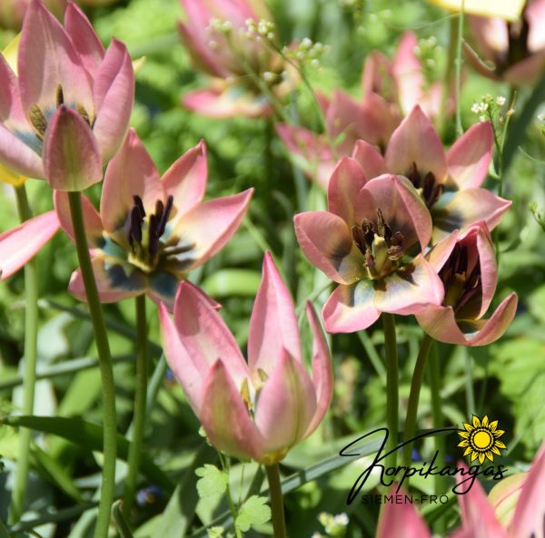 Italiantulppaani-2