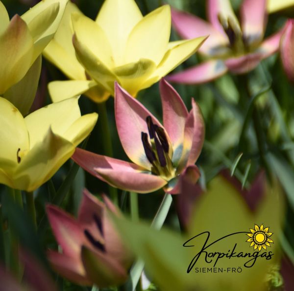 Italiantulppaani-3