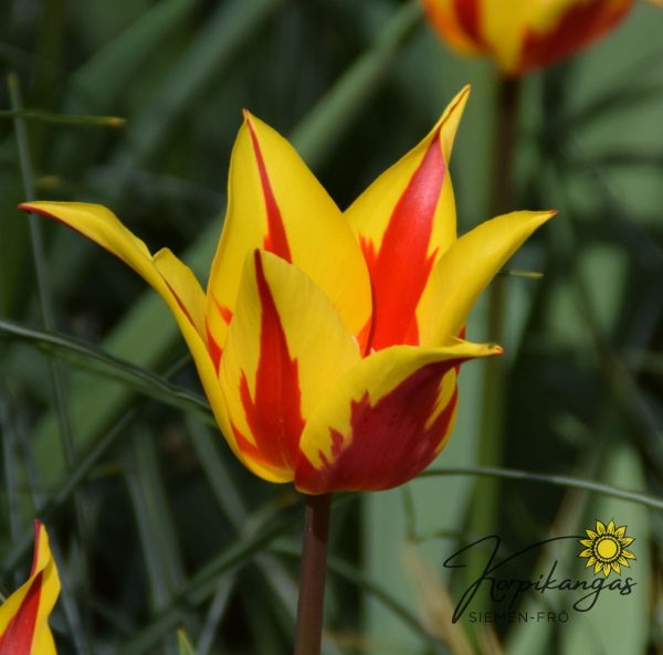 Myöhäinen tulppaani, liljakukkainen-2