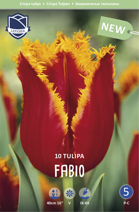 Keskiaikainen tulppaani, Crispa
