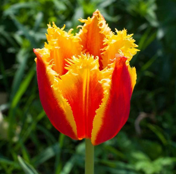 Crispa-tulppaani