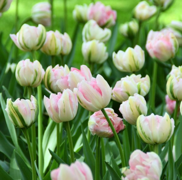 Myöhäinen kerrottu tulppaani-4