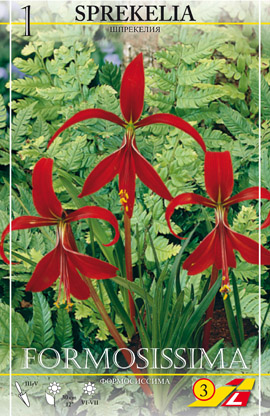 Sprekelia, jaakopinlilja-1