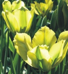 Myöhäinen tulppaani, viridiflora