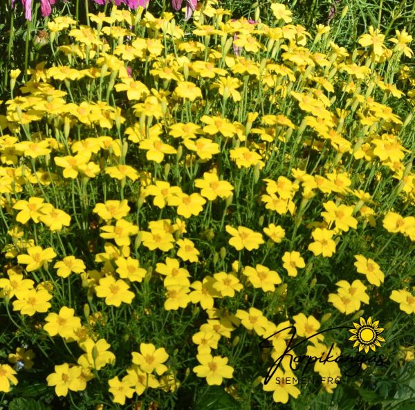 Tagetes