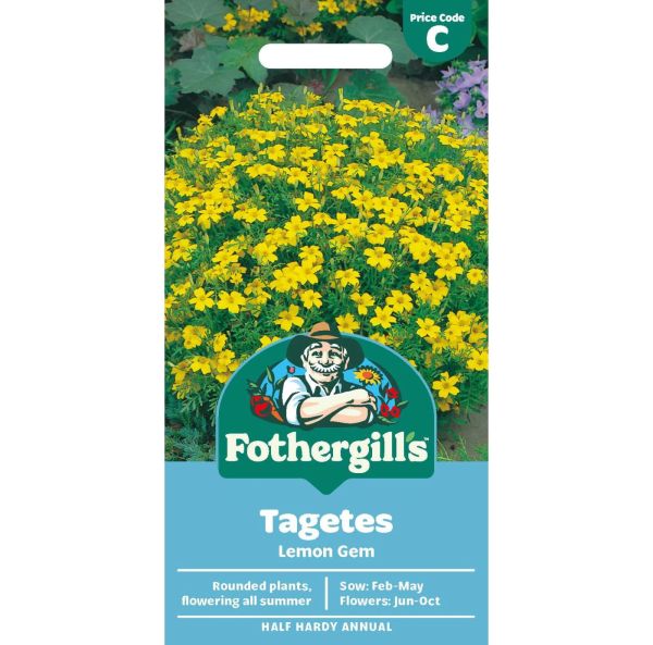 Kääpiösamettikukka